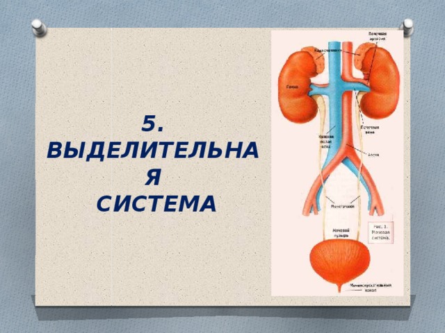 5. ВЫДЕЛИТЕЛЬНАЯ  СИСТЕМА 