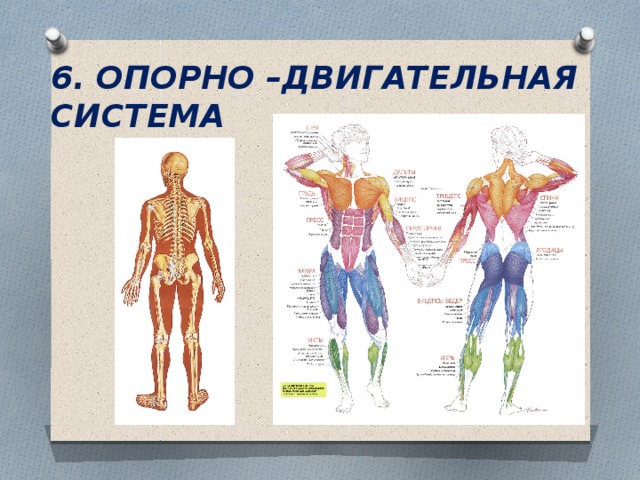 6. ОПОРНО –ДВИГАТЕЛЬНАЯ СИСТЕМА 