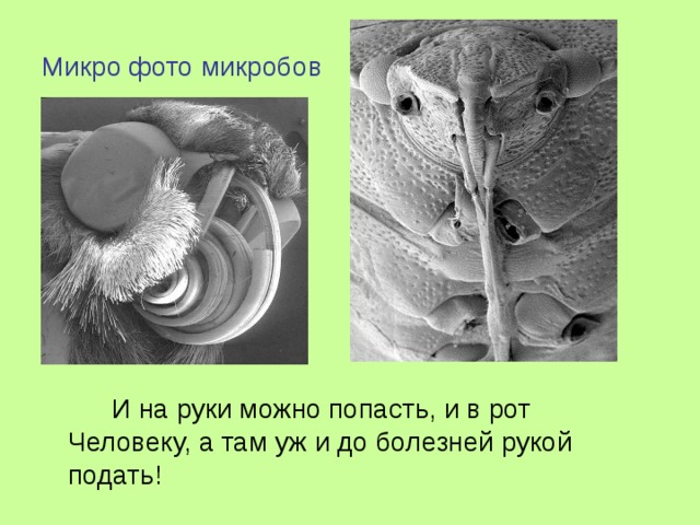 Микро фото микробов   И на руки можно попасть, и в рот Человеку, а там уж и до болезней рукой подать! 