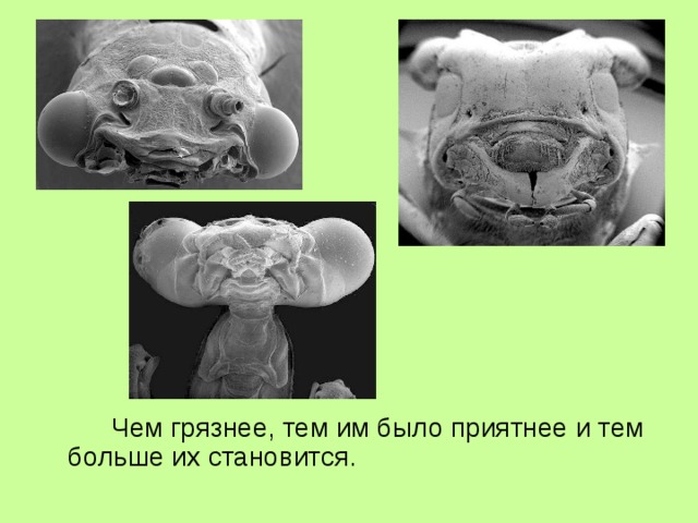   Чем грязнее, тем им было приятнее и тем больше их становится. 