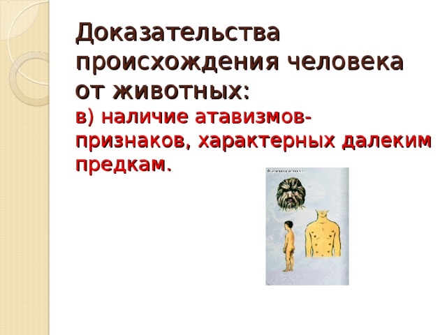 Доказательства происхождения человека от животных:  в) наличие атавизмов- признаков, характерных далеким предкам. 