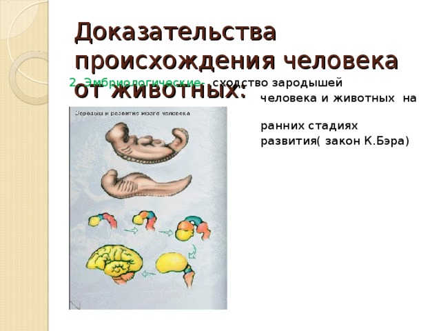 Доказательства происхождения человека от животных: 2. Эмбриологические- сходство зародышей  человека и животных на  ранних стадиях  развития( закон К.Бэра) 