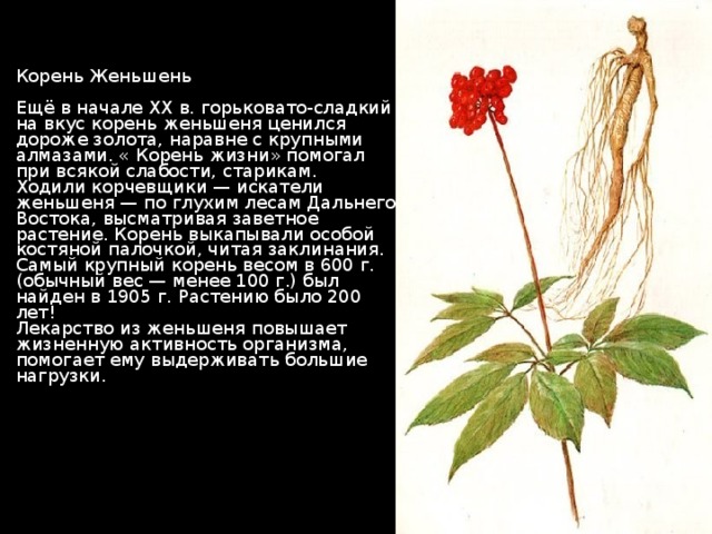Корень Жень шень   Ещё в начале XX в. горьковато-сладкий на вкус корень женьшеня ценился дороже золота, наравне с крупными алмазами. « Корень жизни» помогал при всякой слабости, старикам.  Ходили корчевщики — искатели женьшеня — по глухим лесам Дальнего Востока, высматривая заветное растение. Корень выкапывали особой костяной палочкой, читая заклинания. Самый крупный корень весом в 600 г. (обычный вес — менее 100 г.) был найден в 1905 г. Растению было 200 лет!  Лекарство из женьшеня повышает жизненную активность организма, помогает ему выдерживать большие нагрузки.       