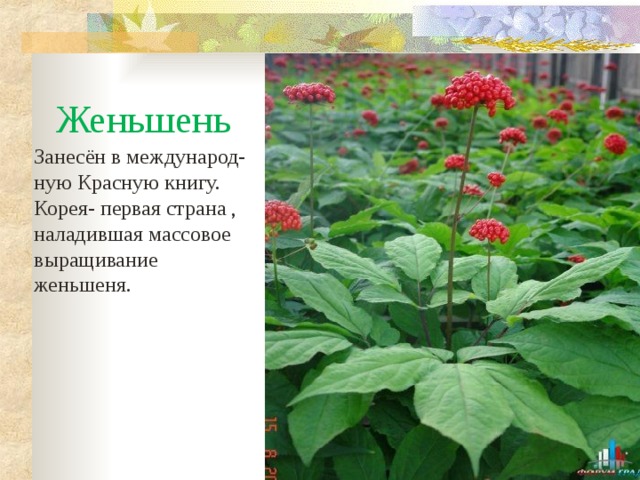 Женьшень Занесён в международ- ную Красную книгу. Корея- первая страна , наладившая массовое выращивание женьшеня. 