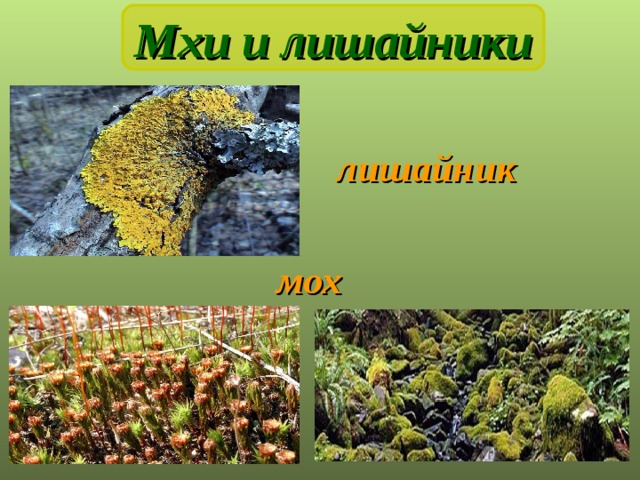 Мхи и лишайники лишайник мох 