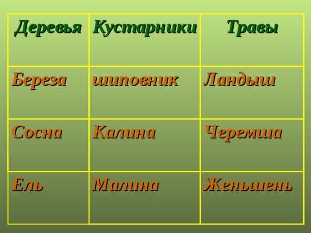 Деревья Кустарники Береза Травы шиповник Сосна Ландыш Калина Ель Черемша Малина Женьшень 
