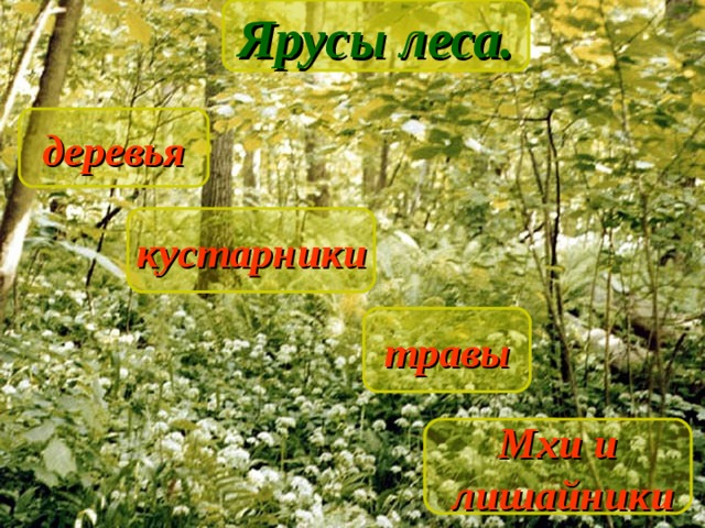 Ярусы леса. Ярусы леса деревья кустарники травы Мхи и  лишайники 