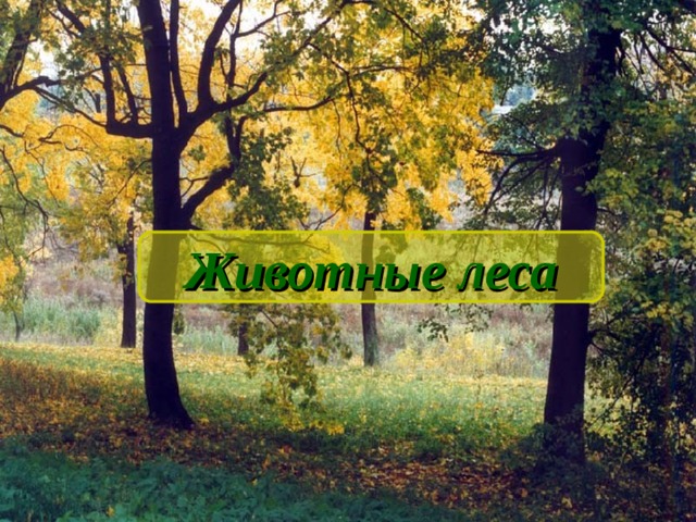 Лесной календарь Животные леса 
