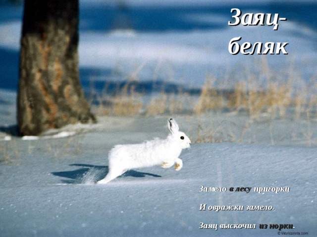 Заяц-беляк  заяц Замело в лесу пригорки И овражки замело. Заяц выскочил из норки . Тихо. Холодно. Бело. 