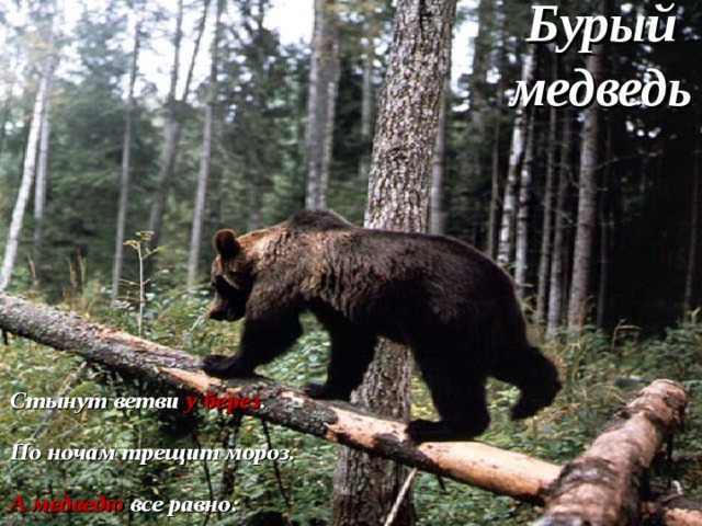 Бурый медведь Стынут ветви у берез . По ночам трещит мороз. А медведю все равно: Он в берлоге спит давно. 