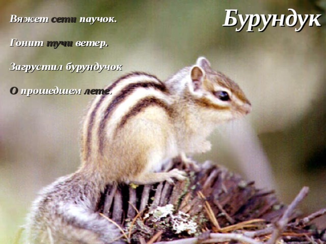 Бурундук  Вяжет сети паучок.  Гонит тучи ветер. Загрустил бурундучок О прошедшем лете . 