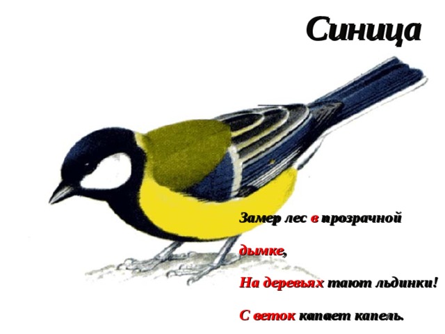 Синица Замер лес в прозрачной дымке , На деревьях тают льдинки! С веток капает капель. И летит синицы трель. 