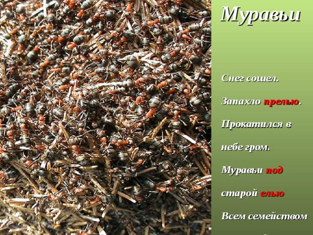 Муравьи Снег сошел. Запахло прелью . Прокатился в небе гром. Муравьи под старой елью Всем семейством строят дом. 