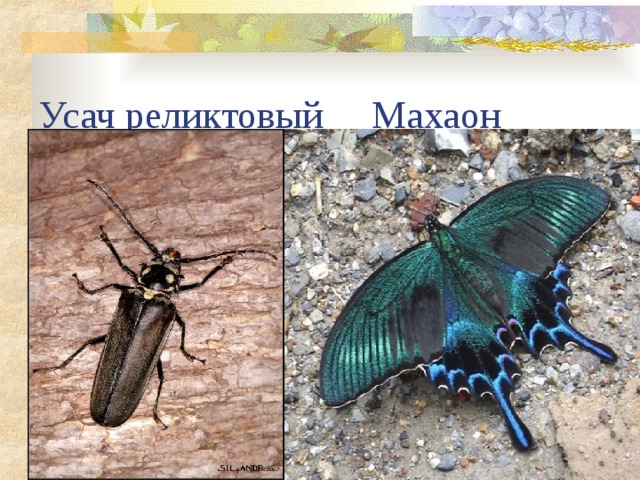 Усач реликтовый Махаон 