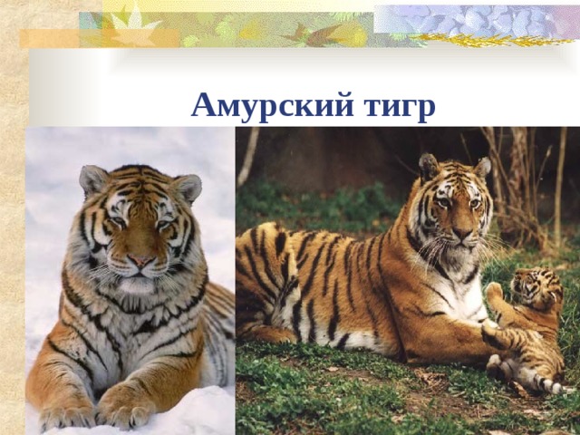 Амурский тигр 