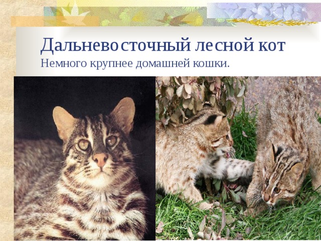 Дальневосточный лесной кот  Немного крупнее домашней кошки. 