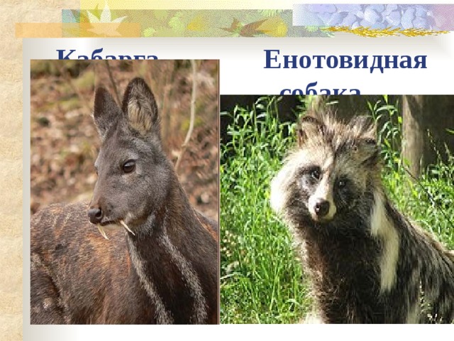 Кабарга Енотовидная  собака 