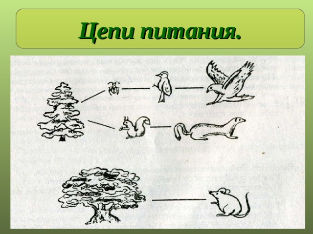 Цепи питания. Цепи питания 