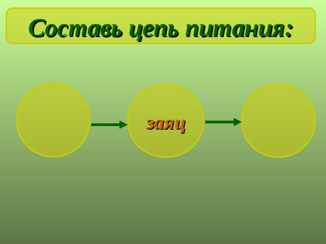  Составь цепь питания: заяц 