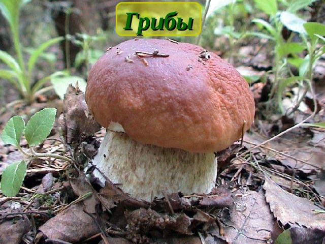 Грибы 