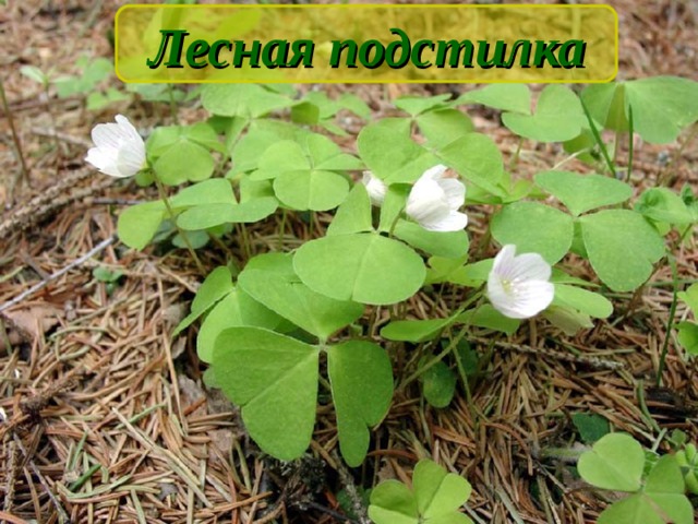 Лесная подстилка 
