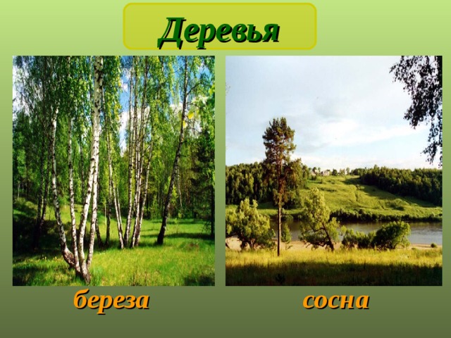 Деревья береза сосна 