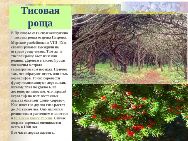 Тисовая  роща В Приморье есть своя жемчужина - тисовая роща острова Петрова. Морские разбойники в VIII - IX в. своими руками высадили на острове рощу тисов.. Там же, в тисовой роще бьет из земли родник. Деревья в тисовой роще посажены в строго геометрическом порядке. Причем так, что образуют шесть или семь иероглифов. Точно перевести фразу, «написанную» деревьями, никому пока не удалось, но достоверно известно, что первый иероглиф на всех восточных языках означает слово «дерево». Как известно дерево тиса растет до 3-х тысяч лет. Оно является реликтовым растением и занесено в Красную книгу России . Сейчас возраст деревьев оценивается всего в 1200 лет. Все части дерева ядовиты.   