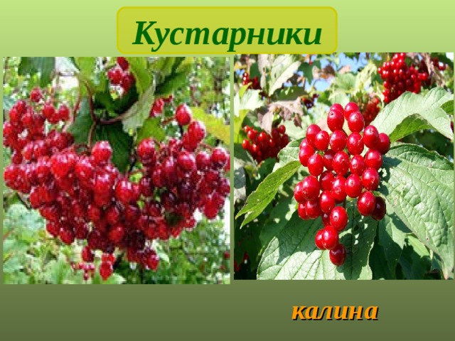 Кустарники  калина 