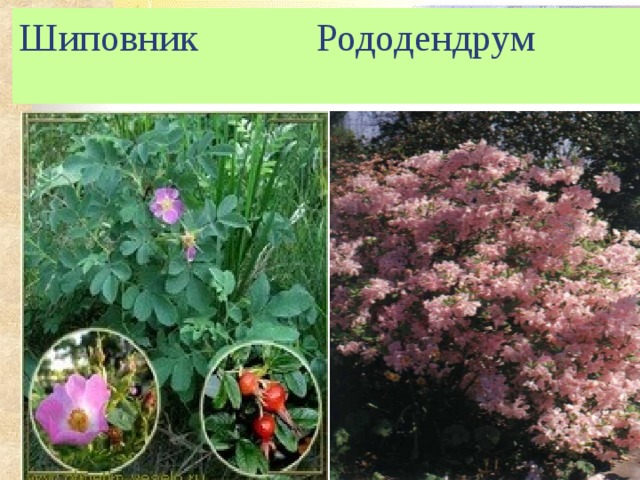 Шиповник Рододендрум 