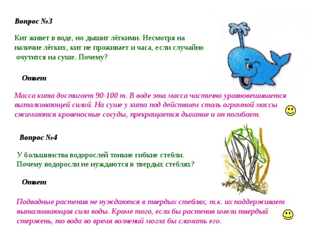 Вопрос №3 Кит живет в воде, но дышит лёгкими. Несмотря на наличие лёгких, кит не проживает и часа, если случайно очутится на суше. Почему? Ответ Масса кита достигает 90-100 т. В воде эта масса частично уравновешивается выталкивающей силой. На суше у кита под действием столь огромной массы сжимаются кровеносные сосуды, прекращается дыхание и он погибает. Вопрос №4 У большинства водорослей тонкие гибкие стебли. Почему водоросли не нуждаются в твердых стеблях? Ответ Подводные растения не нуждаются в твердых стеблях, т.к. их поддерживает выталкивающая сила воды. Кроме того, если бы растения имели твердый стержень, то вода во время волнений могла бы сломать его. 