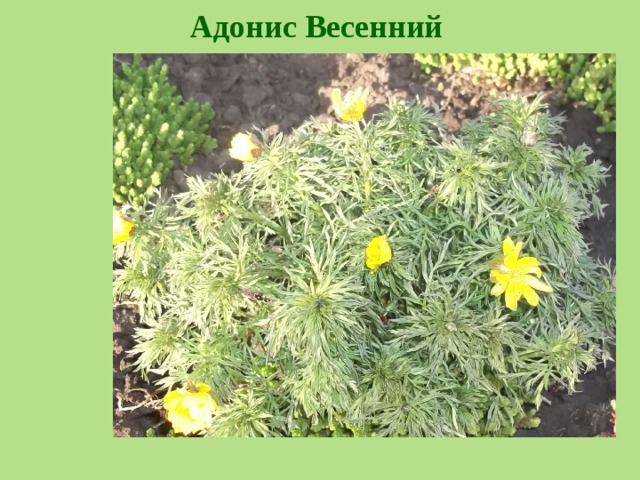 Адонис Весенний 