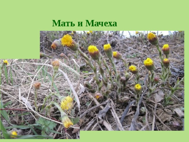 Мать и Мачеха 