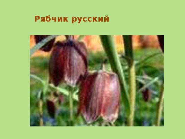 Рябчик русский 