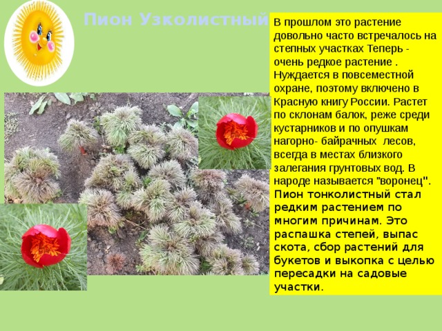 Пион Узколистный    В прошлом это растение довольно часто встречалось на степных участках Теперь - очень редкое растение . Нуждается в повсеместной охране, поэтому включено в Красную книгу России. Растет по склонам балок, реже среди кустарников и по опушкам нагорно- байрачных лесов, всегда в местах близкого залегания грунтовых вод. В народе называется 