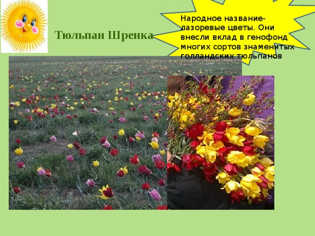 Народное название- лазоревые цветы. Они внесли вклад в генофонд многих сортов знаменитых голландских тюльпанов  Тюльпан Шренка  