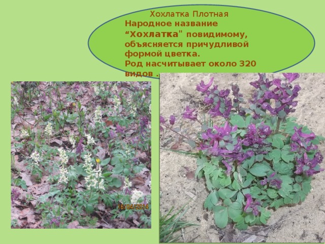     Хохлатка Плотная Народное название “Х охлатка