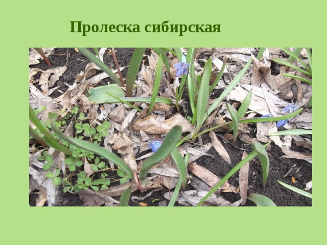 Пролеска сибирская  