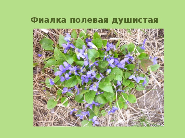 Фиалка полевая душистая 