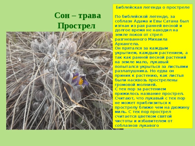 Библейская легенда о простреле  По библейской легенде, за соблазн Адама и Евы Сатана был изгнан из рая ранней весной и долгое время не находил на земле покоя от стрел разгневанного Михаила Архангела. Он прятался за каждым укрытием, каждым растением, а так как ранней весной растений на земле мало, лукавый попытался укрыться за листьями разлапушника. Но едва он приник к растению, как листья были насквозь прострелены громовой молнией. С тех пор за растением прижилось название прострел. Считают, что лукавый с тех пор не может приблизиться к прострелу ближе чем на дюжину миль. С тех пор прострел считается цветком святой чистоты и избавителем от соблазнов лукавого Сон – трава Прострел 
