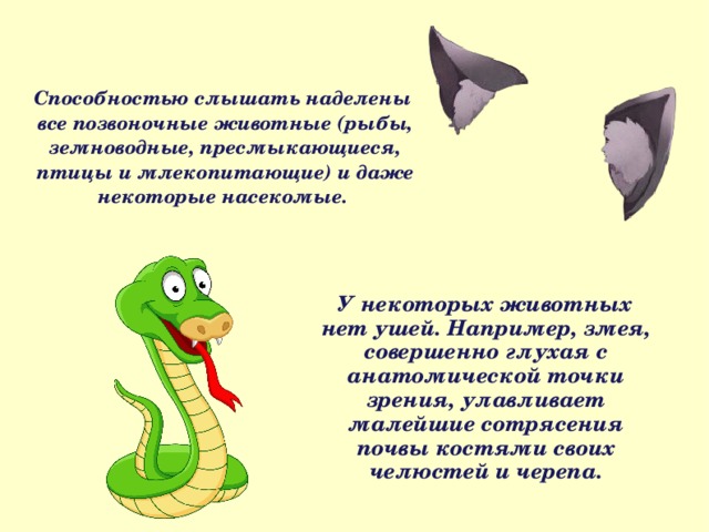 Способностью слышать наделены все позвоночные животные (рыбы, земноводные, пресмыкающиеся, птицы и млекопитающие) и даже некоторые насекомые. У некоторых животных нет ушей. Например, змея, совершенно глухая с анатомической точки зрения, улавливает малейшие сотрясения почвы костями своих челюстей и черепа. 