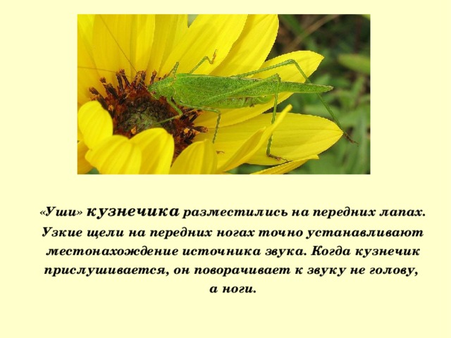 «Уши» кузнечика разместились на передних лапах. Узкие щели на передних ногах точно устанавливают местонахождение источника звука. Когда кузнечик прислушивается, он поворачивает к звуку не голову, а ноги. 