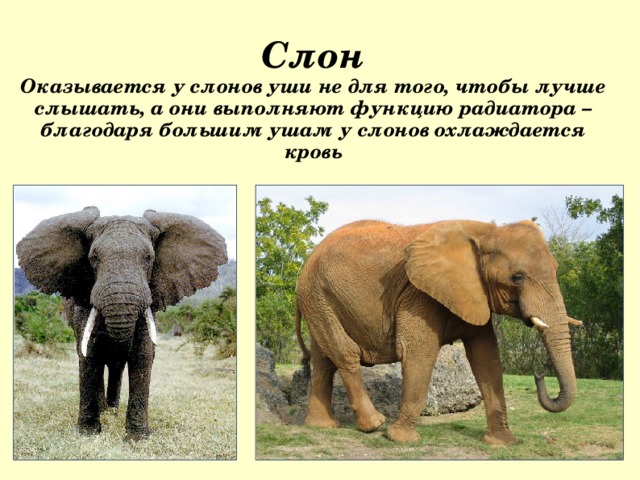 Слон Оказывается у слонов уши не для того, чтобы лучше слышать, а они выполняют функцию радиатора – благодаря большим ушам у слонов охлаждается кровь  