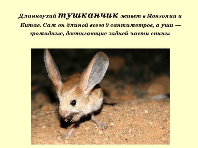 Длинноухий тушканчик живет в Монголии и Китае. Сам он длиной всего 9 сантиметров, а уши — громадные, достигающие задней части спины . 