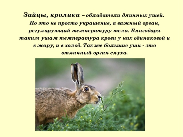 Зайцы, кролики – обладатели длинных ушей. Но это не просто украшение, а важный орган, регулирующий температуру тела. Благодаря таким ушам температура крови у них одинаковой и в жару, и в холод. Также большие уши - это отличный орган слуха. 