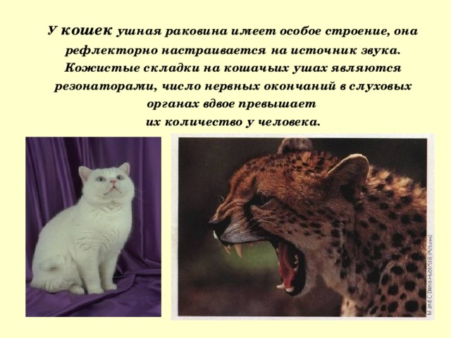 У кошек ушная раковина имеет особое строение, она рефлекторно настраивается на источник звука. Кожистые складки на кошачьих ушах являются резонаторами, число нервных окончаний в слуховых органах вдвое превышает их количество у человека. 