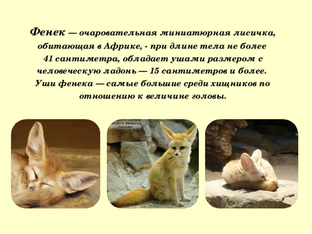 Фенек — очаровательная миниатюрная лисичка, обитающая в Африке, - при длине тела не более 41 сантиметра, обладает ушами размером с человеческую ладонь — 15 сантиметров и более. Уши фенека — самые большие среди хищников по отношению к величине головы. 