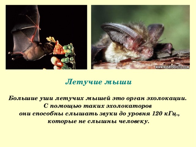 Летучие мыши  Большие уши летучих мышей это орган эхолокации. С помощью таких эхолокаторов  они способны слышать звуки до уровня 120 кГц., которые не слышны человеку.  