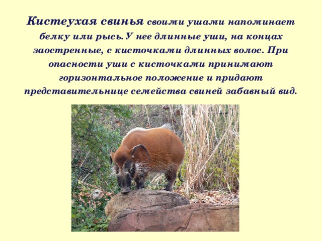 Кистеухая свинья своими ушами напоминает белку или рысь. У нее длинные уши, на концах заостренные, с кисточками длинных волос. При опасности уши с кисточками принимают горизонтальное положение и придают представительнице семейства свиней забавный вид. 