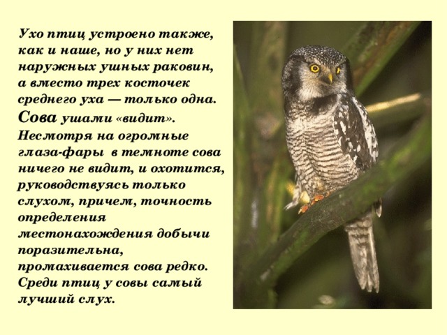  Ухо птиц устроено также, как и наше, но у них нет наружных ушных раковин, а вместо трех косточек среднего уха — только одна. Сова ушами «видит». Несмотря на огромные глаза-фары в темноте сова ничего не видит, и охотится, руководствуясь только слухом, причем, точность определения местонахождения добычи поразительна, промахивается сова редко. Среди птиц у совы самый лучший слух. 