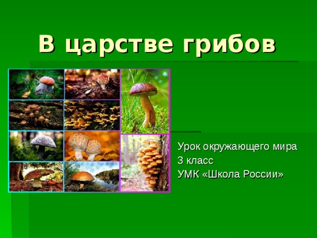 В царстве грибов Урок окружающего мира 3 класс УМК «Школа России» 